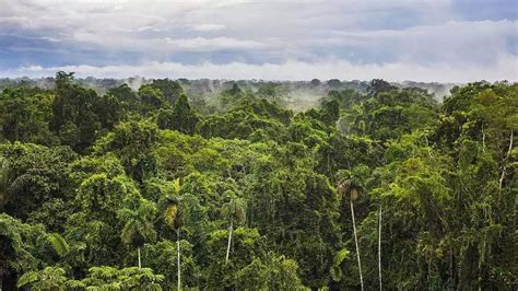 什麼樹 保護雨林的方法